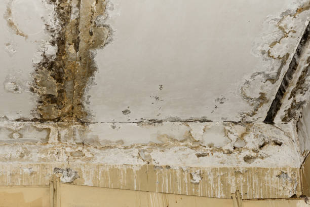 Best Mold-Related Health Consultation  in South Bound Brook, NJ