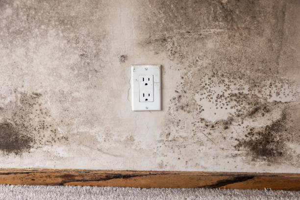 Best Industrial Mold Remediation  in South Bound Brook, NJ