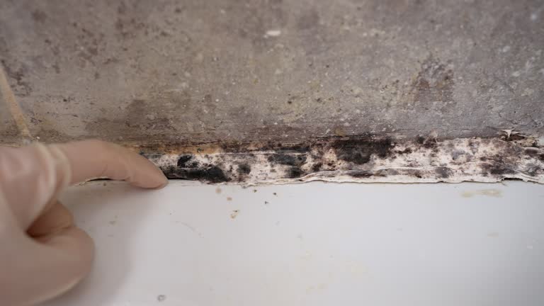 Mold Removal for HVAC Installations in South Bound Brook, NJ